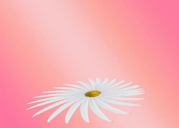Creation of my flower: Step 4